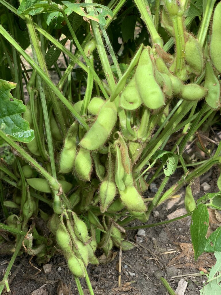 黒豆えだまめの枝付き株|完熟直前の黒豆の房の様子