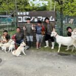 @yasai.chokubai.collons.farm