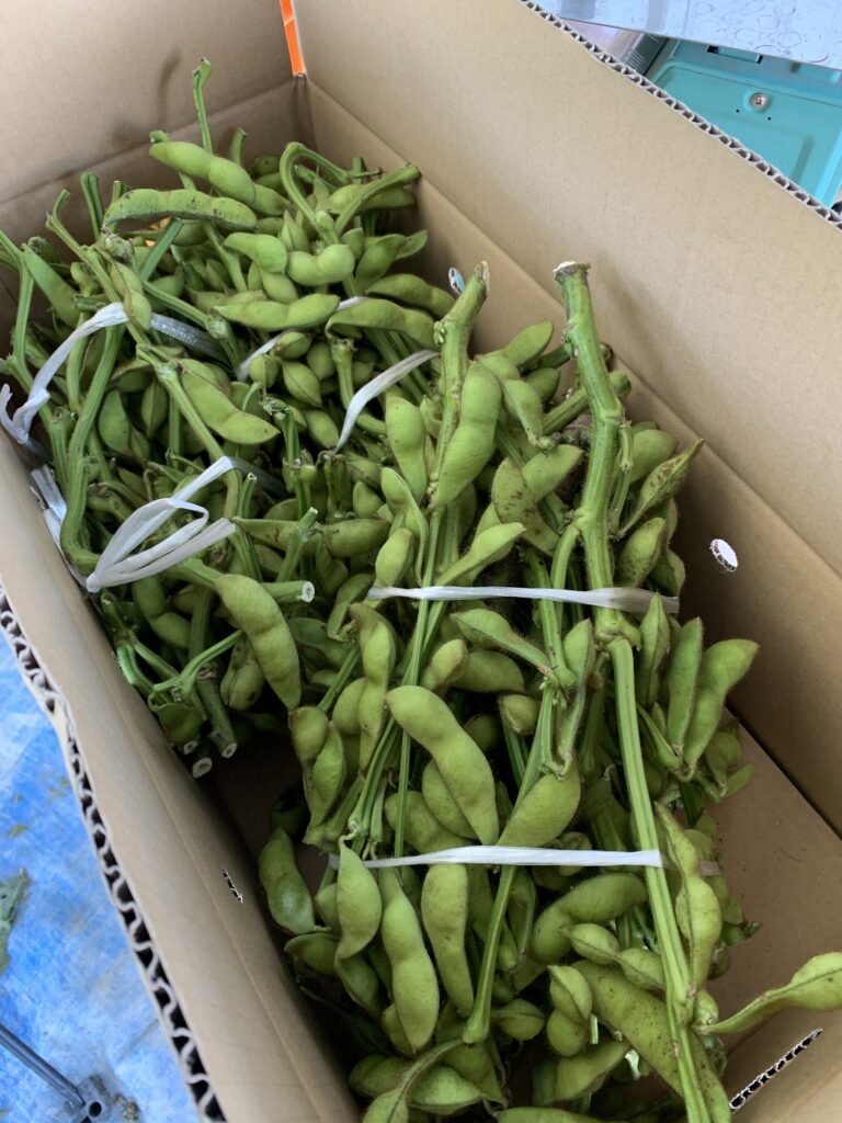 収穫した黒豆えだまめ(枝付き)を段ボールに詰めた様子|朝採れ鮮度のまま発送