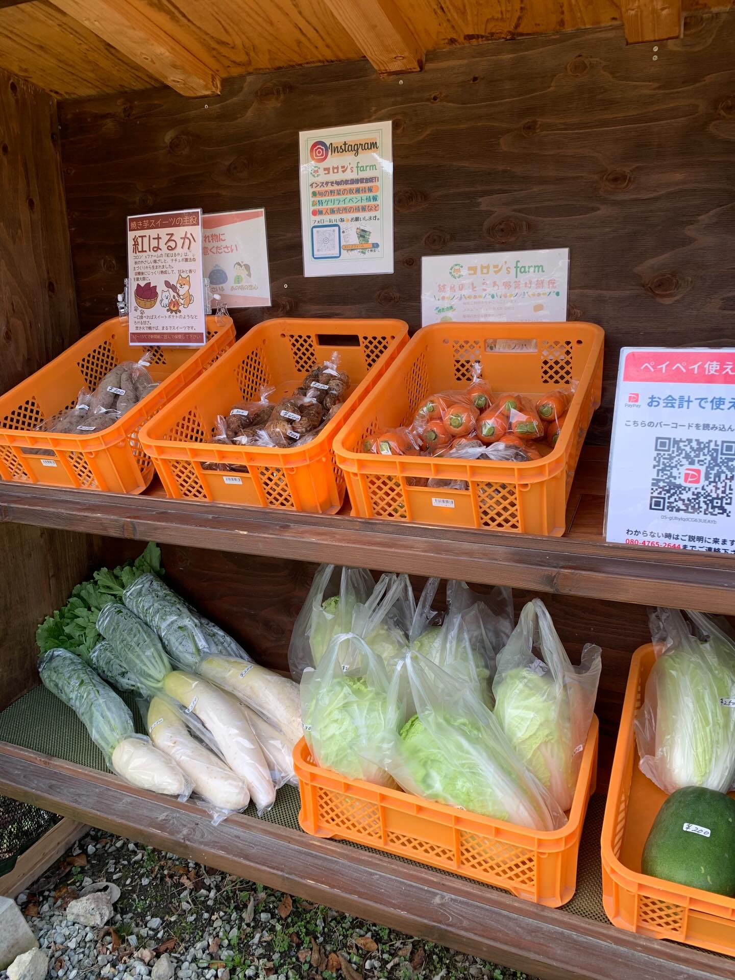 本日も営業しております！
大根、白菜甘みがのってきてます😊
お近くにお越しの際はぜひお立ち寄り下さい🤗

#田舎暮らし#無人販売所#柴犬#鶏#野菜