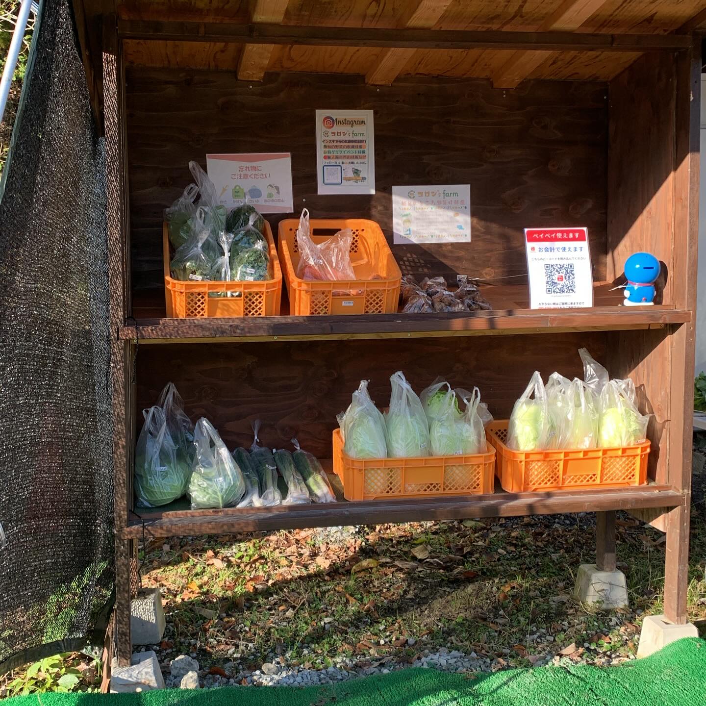 本日も無人販売所オープンしております！
キャベツ、白ネギ、白菜、お鍋の野菜も増えてます🤗
今日はお天気も良くて気持ちいいです🙂‍↔️
では畑に行ってまいりま〜す💨
#田舎暮らし#鶏#無人販売所#柴犬#ヤギ#野菜