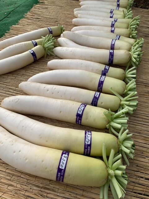 本日大根たくさんあります🤗
寒い日は大根を食べて体を温めて下さい😊
寒さに負けず畑へGO💨

#柴犬#鶏#ヤギ#田舎暮らし#野菜#無人販売所#南丹市