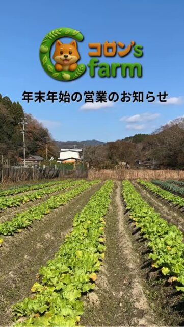 年末年始の営業のお知らせです🎍
✅12/31まで営業
⛔1/1〜1/3 お休み
✅1/4から営業再開

営業時間：9:00〜17:00（通常通り）
※売り切れ次第終了あり
当日の在庫はストーリーズで更新します。
支払い：現金／PayPay

#年末年始 #年末年始営業 #営業日のお知らせ #無人販売所 #野菜直売 #直売所 #京都 #南丹市 #日吉町 #地産地消 #新鮮野菜 #朝採れ野菜 #農家直送 #PayPay使えます #売り切れ次第終了 #京都グルメ #京都ドライブ #田舎暮らし #週末のおでかけ