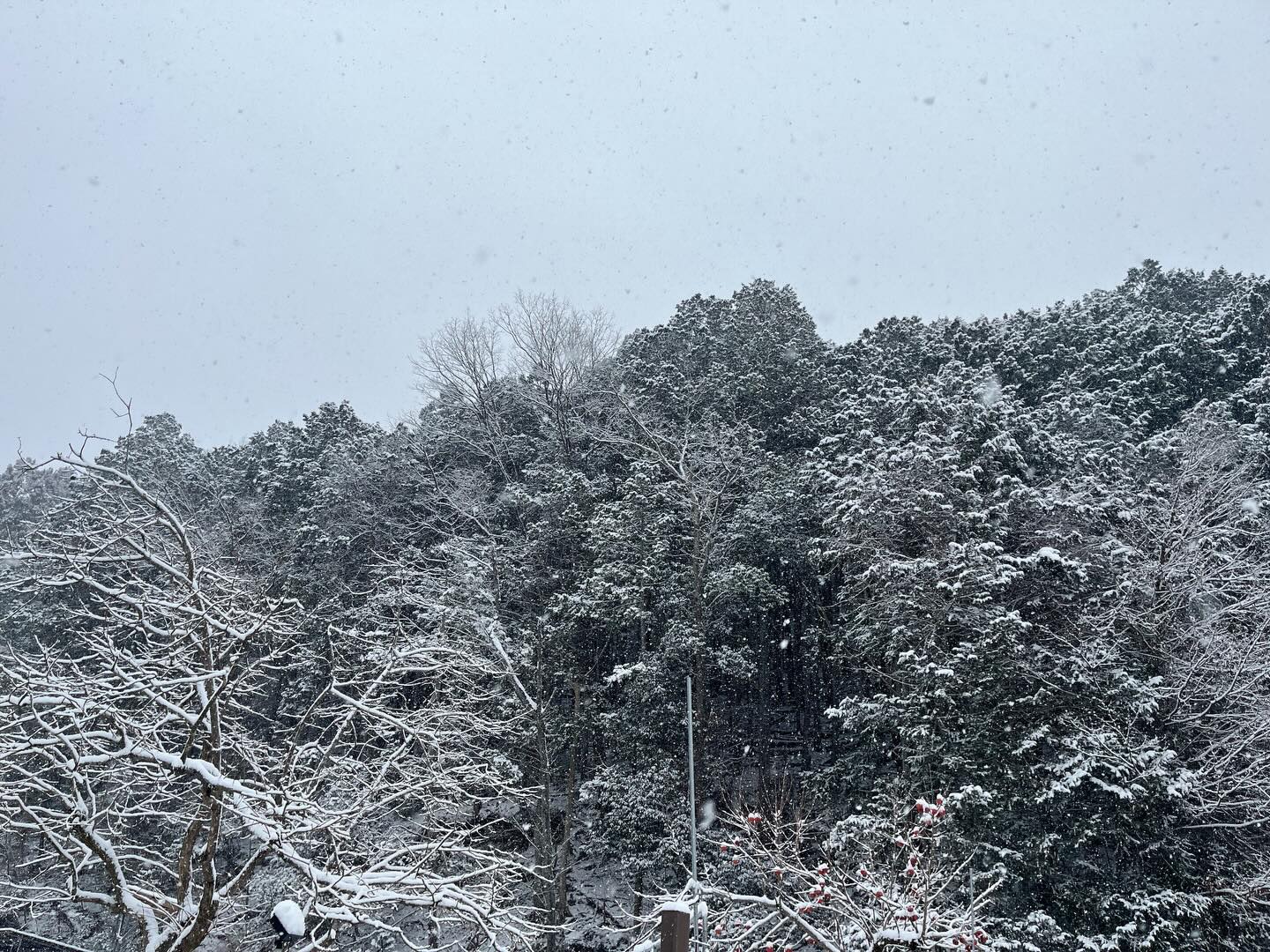 ご迷惑をお掛けして申し訳ございませんが本日、大雪のため販売所付近も雪が積もっているのでお休みさせていただきます。
#コロンズファーム
#雪だるま
#南丹市
#レタス
#白菜
#人参
#さつまいも