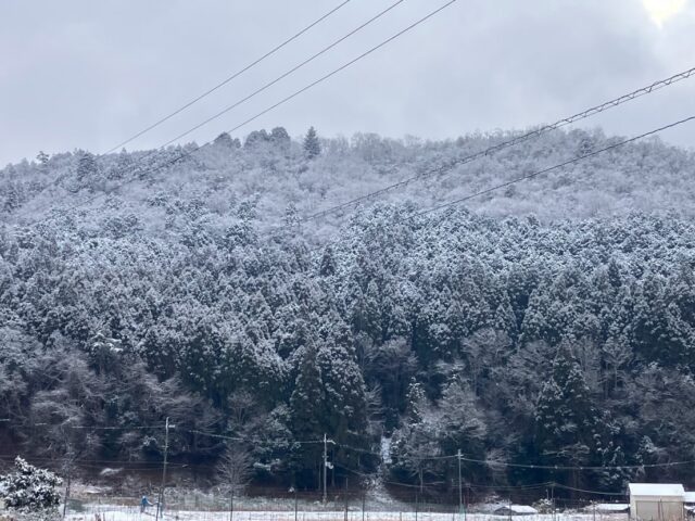 朝から雪景色☃️
雪かきが終わったと思ったらまた積もる❄️
それでも畑の野菜は雪の中元気に育っています🤗
本日も無人販売所営業しております🈺
よろしくお願いします😊
#南丹市#無人販売所#白菜#大根#さつまいも