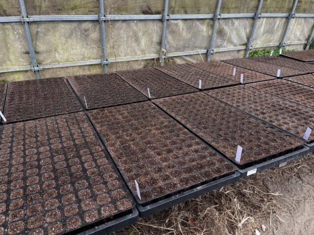 春野菜の植付けしました！🌱
元気に育ちますように🙏
#ブロッコリー
#レタス
#コロンズファーム
#南丹市
#無人販売所