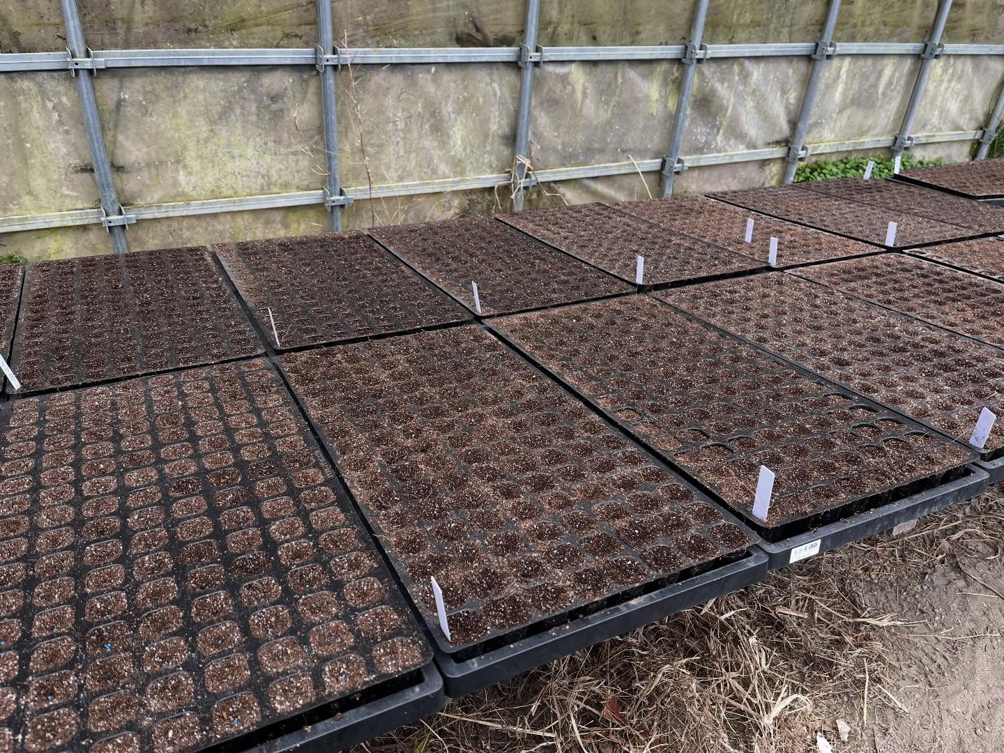 春野菜の植付けしました！🌱
元気に育ちますように🙏
#ブロッコリー
#レタス
#コロンズファーム
#南丹市
#無人販売所