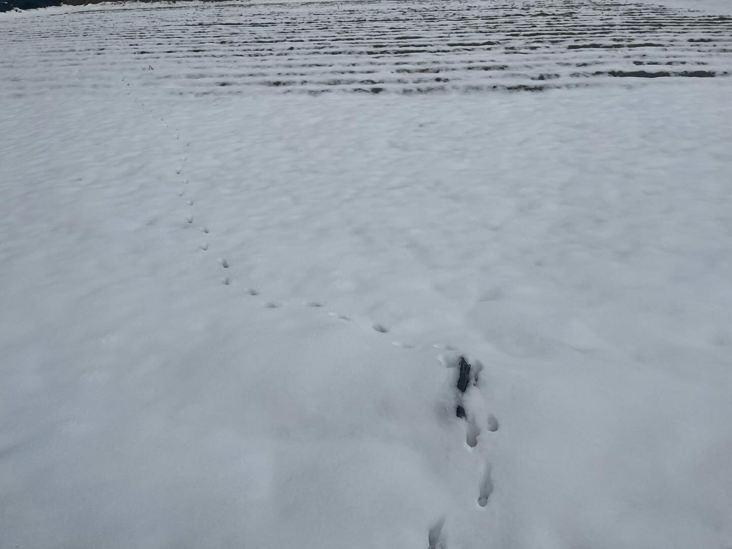 おはようございます！
寒さにより野菜が凍ってますので、お昼頃から販売させて頂きます🙇
#無人販売所
#白菜
#さつまいも
#人参
#キャベツ