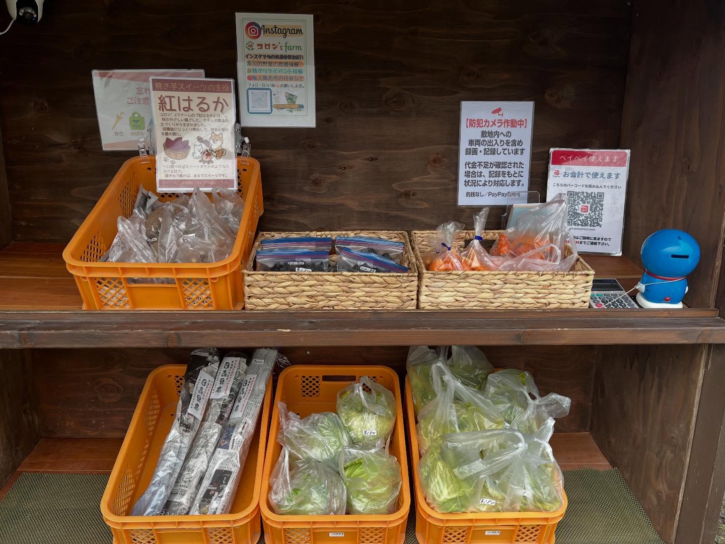 今日も販売してます！
あ暖かくしてぜひ来てください🧣
#無人販売所
#白菜
#人参
#キャベツ
#昆布