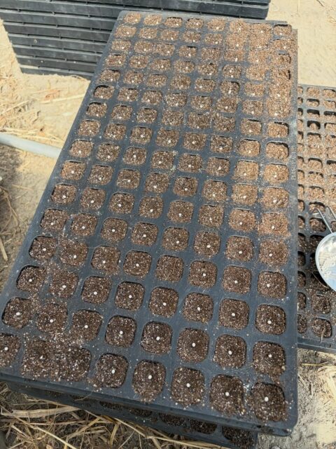 ここ数日暖かいので発芽が進んでいます🤭
春を感じさせる気候ですね😊
野菜の品薄がしばらく続きますがレタス、ほうれん草、ブロッコリー🥦育ってきてますのでもうしばらくお待ち下さい🙇♀️
#南丹市#無人販売所#田舎暮らし