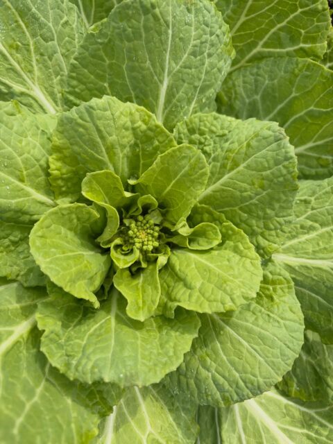 今日は朝から雨ですね☔
白菜の菜花が可愛いいです😊
本日も無人販売所オープンしております😊
よろしくお願いします🙇♀️
#南丹市#無人販売所#田舎暮らし#白菜なばな