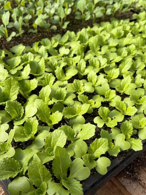 ミニ白菜の苗が大きくなってきました🤗
今日はいいお天気です😊
頑張って植え付けてきます💨

#南丹市#無人販売所#田舎暮らし#ブロッコリー#キャベツ