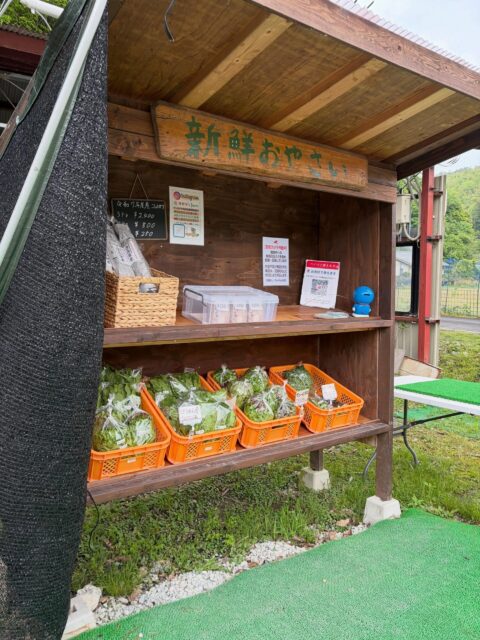 今日は曇り空ですね☁️
午後から雨☔
こんな天気でもサラダケール育ってます🥬
細かくちぎってサラダに🥗
ベーコン等と炒めても美味しいです😋
栄養価が高く苦味も少ないのでぜひ食べてみて下さい！

#南丹市#無人販売所#サラダケール#ほうれん草#田舎暮らし