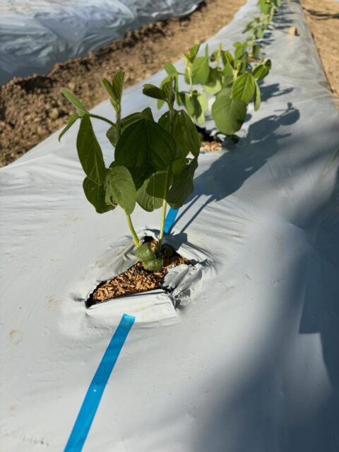 早生の枝豆🫛、胡瓜🥒スクスク成長してます😊
今年の夏も暑いみたいですね🥵
ビールのおつまみに🍻

３枚目は福井県の道の駅に寄った時のソースカツバーガーといちごラッシーです😊
たまに他府県の道の駅に行くのも楽しいです😁