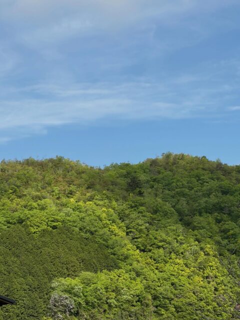 素晴らしい朝の青空だったのですが今は曇っております💦
ぶどうの蕾が出来てきました🍇
今年のぶどうが楽しみです😊
頑張って育てていきます！

#南丹市#無人販売所#ほうれん草#サラダケール#田舎暮らし