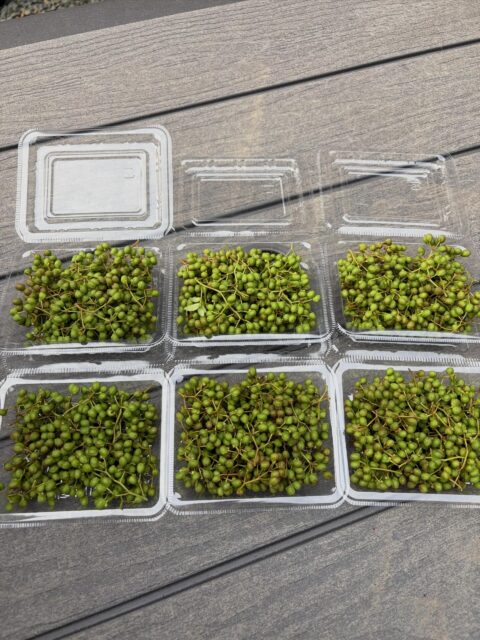 🌿【明日のご予約分】🌿

採れたての実山椒を収穫しました✨

今年は香りも良く、粒もぷっくり。
ちりめん山椒や佃煮、冷凍保存にもおすすめです😊

ご予約いただいた皆さま、明日お渡しさせていただきます♪

明日少しですが山椒の実販売させて頂きます🤗

#コロンズファーム
#実山椒
#山椒
#ちりめん山椒
#旬の味覚
