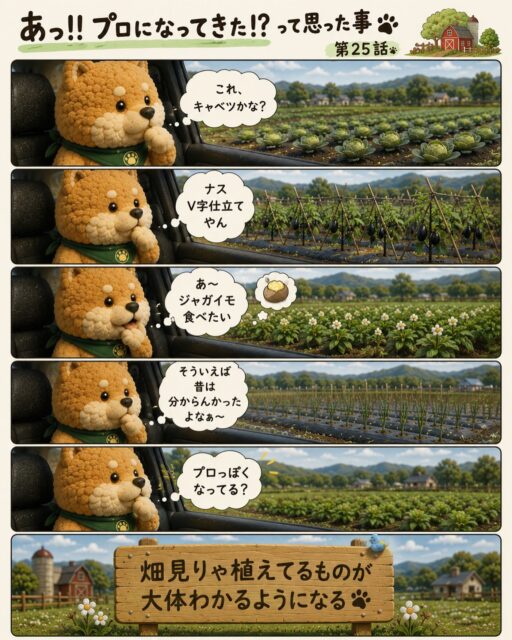 第25話

農家になって、
「あっ、ちょっとプロっぽくなってきたかも」
って思う瞬間。

道を走っていて、
ふと見えた畑。

「あれ、アブラナやな。キャベツ？ブロッコリー？」
「あっちは枝豆かぁ。背低いし定番の方かな？」
「これはスナップエンドウかなぁ？片付け面倒臭いw」

昔ならただの“畑”に見えていた景色が、
少しずつ読めるようになってくる。

派手な成長ではないけれど、
こういう瞬間にちょっと嬉しくなる。

畑を見る目だけは、育ってきた。

#コロンズファーム劇場
#農業あるある
#畑のある暮らし
#農家の日常
#プロになってきたかも