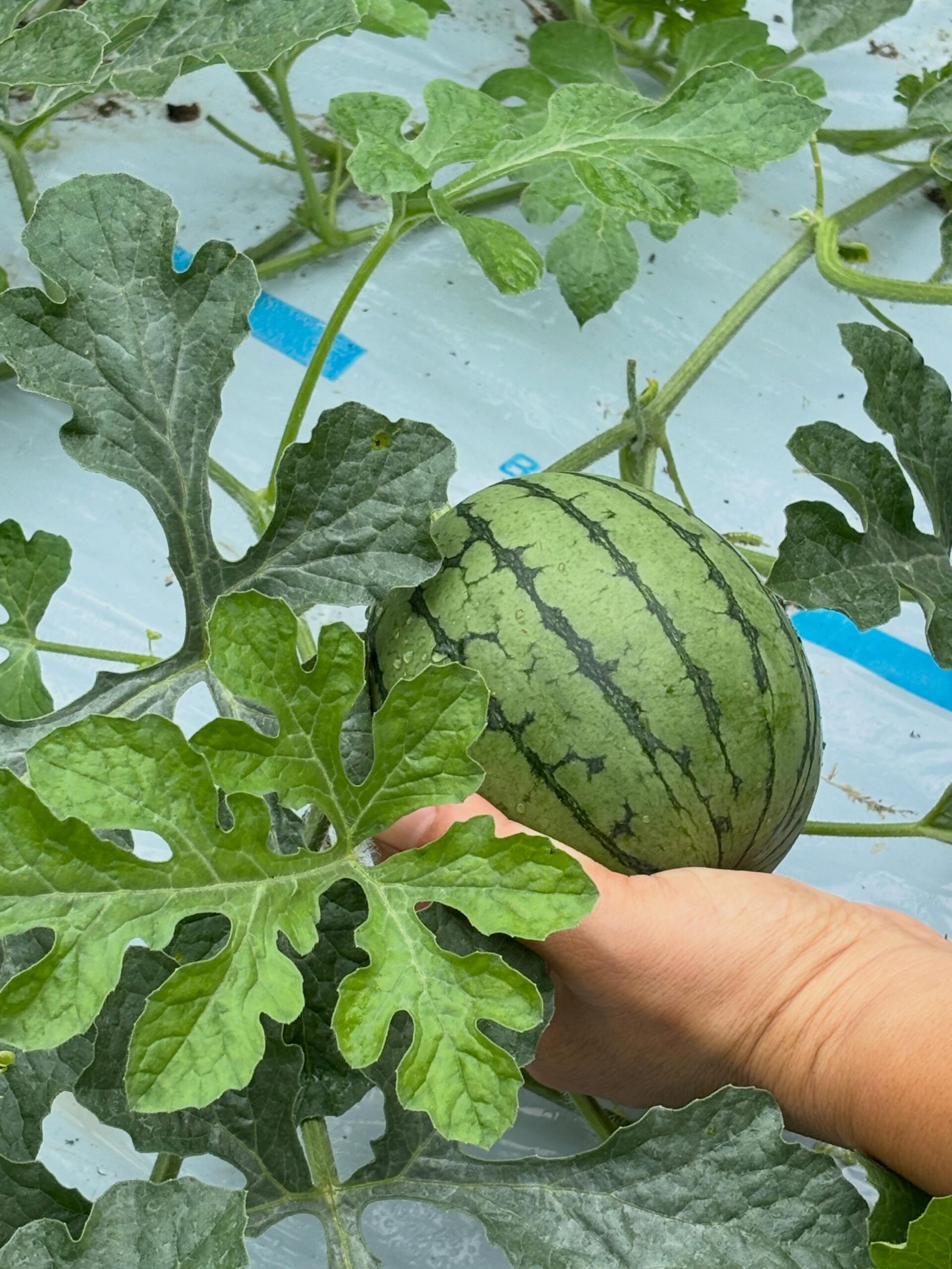 🍉ピノガール、順調です。

・・・と言いたいところですが、

そろそろ

🐦 カラス
🦝 ハクビシン

との戦いが始まります。

人間から見ればまだ小さなスイカ。

でも彼らは毎年、
「今が食べ頃」をよく知っています。

今年は

🍉ピノガール
🍉大玉スイカ
🍉金色羅皇

の3品種。

収穫まで無事たどり着けるのか。

スイカ栽培は、
甘さとの戦いでもあり、
カラスとハクビシンとの知恵比べでもあります。

さて、今年はどちらが勝つでしょうか。

#コロンズファーム
#ピノガール
#スイカ栽培
#カラス対策
#ハクビシン対策