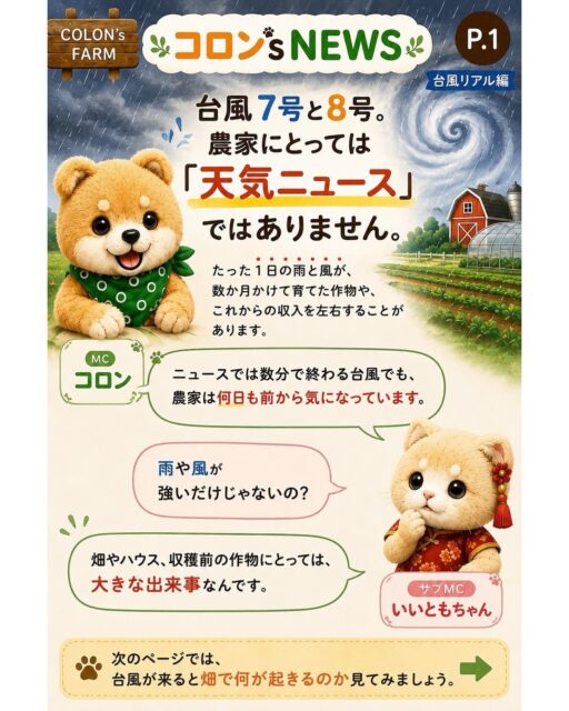 台風7号、8号のニュースが続いています。
でも農家にとって台風は、ただの天気ニュースではありません。
たった1日の雨と風で、何か月も育ててきた作物や、これからの収入が大きく左右されることがあります。
だから農家は何日も前から天気図とにらめっこ。
そして時には、危険だと分かっていても畑のことが気になってしまいます。
ただ、畑もハウスも作り直せます。
作物もまた育てられます。
でも、人の命だけは戻ってきません。
見に行きたくなる気持ちは、農家が一番よく分かっています。
だからこそ、どうか無理をしないでください。
コロン’s NEWS「台風リアル編」
農家の現場から、畑のリアルをお届けします。
急がず、止まらず。
Collon’s Farm
#コロンズファーム
#農家のリアル
#台風対策
#農業の現実
#急がず止まらず