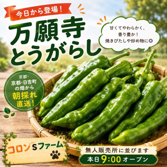 🌶️【本日から販売スタート！】🌶️

コロン’sファームの万願寺とうがらしが、今日から無人販売所に並びます😊

京都・南丹市日吉町の畑で朝採れしたものを、その日のうちにお届け✨

やわらかくて香り豊か。
焼くだけ、炒めるだけで、食卓に夏のごちそうが並びます🍽️

焼きびたし、じゃこ炒め、天ぷらにもおすすめ！

ぜひ旬の味を楽しんでください🌿
本日9:00よりお待ちしています🐾

#万願寺とうがらし
#コロンズファーム
#朝採れ野菜
#京都野菜
#無人販売所