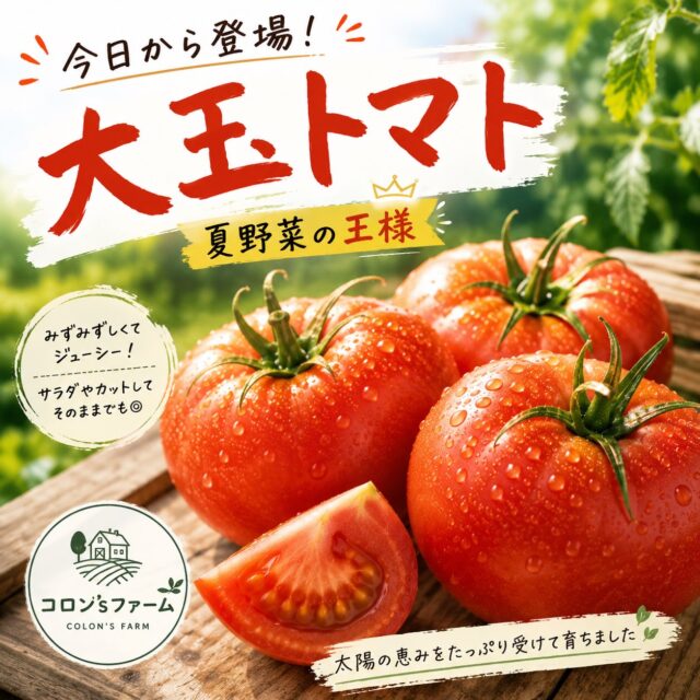 🍅✨本日から 大玉トマト 登場！

夏野菜の王様が、コロン’sファームの無人販売所に並びます😊

朝採れだから、みずみずしくてジューシー。
まずはそのまま丸かじり、サラダ、カプレーゼにもおすすめです♪

数量に限りがありますので、お早めにどうぞ🌿

#コロンズファーム
#大玉トマト
#夏野菜
#農家直送
#京都農家