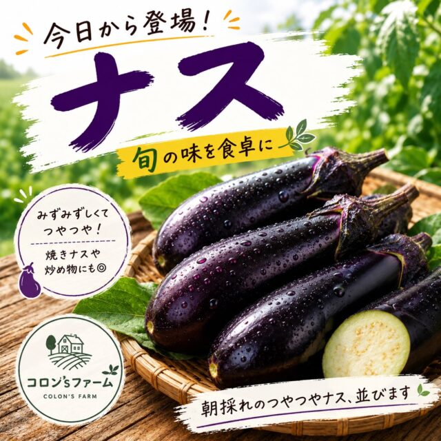 今日からナス登場です🍆

朝採れのつやつやナス、無人販売所に並びます。
焼きナス、炒め物、煮びたしにも◎
夏の食卓にぜひどうぞ。

白ナスはもう少し待ってね✋

#コロンズファーム
#南丹市
#日吉町
#朝採れ野菜
#ナス販売中
