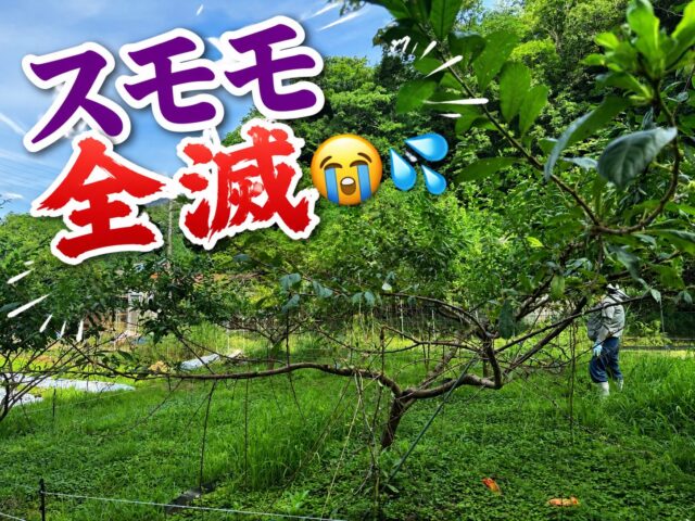 🦌 すもも、フルボッコ。

鹿にやられました…。

今年のすももは、ほぼ全滅です。

自然相手の仕事なので、こういう年もありますが、
完敗です🍻鹿の勝ちです😭
⁡
怒ったりはしないですが脱力感が...ԅ(¯﹃¯ԅ)うへへ

でも、隣の桃はまだ実が硬かったおかげか無傷でした。🍑

このままでは終われないので、
昨日は大急ぎでATフィールド強化完了。
自分は活動限界です...( ﾟ∀ﾟ):∵ｸﾞﾊｯ!!

ここから収穫まで、鹿との知恵比べです。

桃は絶対に守り抜きます💪🍑

応援よろしくお願いします！
⁡
#コロンズファーム
#鹿被害
#桃栽培
#農業のリアル
#京都農家