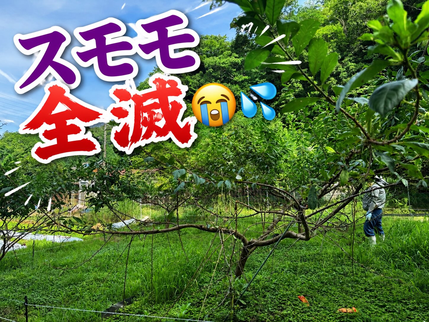 🦌 すもも、フルボッコ。

鹿にやられました…。

今年のすももは、ほぼ全滅です。

自然相手の仕事なので、こういう年もありますが、
完敗です🍻鹿の勝ちです😭
⁡
怒ったりはしないですが脱力感が...ԅ(¯﹃¯ԅ)うへへ

でも、隣の桃はまだ実が硬かったおかげか無傷でした。🍑

このままでは終われないので、
昨日は大急ぎでATフィールド強化完了。
自分は活動限界です...( ﾟ∀ﾟ):∵ｸﾞﾊｯ!!

ここから収穫まで、鹿との知恵比べです。

桃は絶対に守り抜きます💪🍑

応援よろしくお願いします！
⁡
#コロンズファーム
#鹿被害
#桃栽培
#農業のリアル
#京都農家