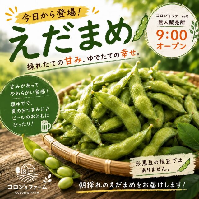 🌱 今日から枝豆、並びます！

採れたての枝豆が無人販売所に仲間入りしました😊

甘みがあって、塩ゆでだけでもおいしい旬の味です。

晩ごはんの一品や、おつまみにぜひどうぞ🍺

※黒豆の枝豆ではありません。

朝9:00より無人販売所に並びます。
売り切れの際はご了承ください🙇‍♂️

#コロンズファーム
#南丹市
#枝豆
#朝採れ野菜
#無人販売所