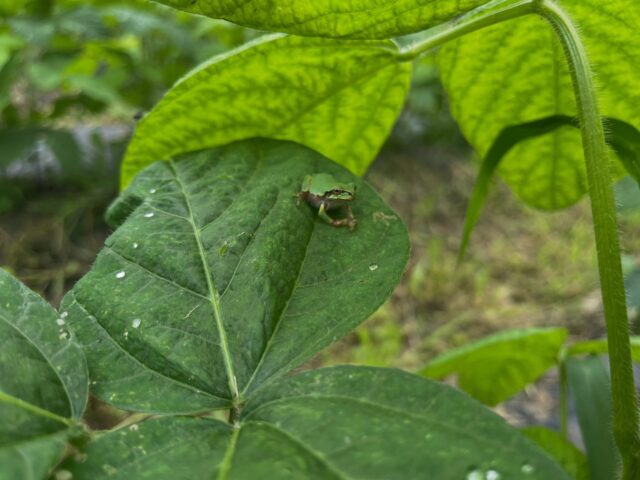 黒豆の葉っぱの上で、今日もパトロール中🐸
小さな見張り番のおかげで、畑もなんだか賑やかです🌿😊
#コロンズファーム
#南丹市
#無人販売所
#黒豆枝豆
#農家