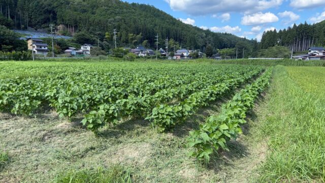 草刈りを終えて、黒豆がきれいに並ぶ景色😊

地道な作業の積み重ねが、おいしい黒豆につながります。
収穫の日まで、愛情を込めて育てていきます🌱✨
#コロンズファーム
#黒豆
#除草
#南丹市の野菜
#農家の日常