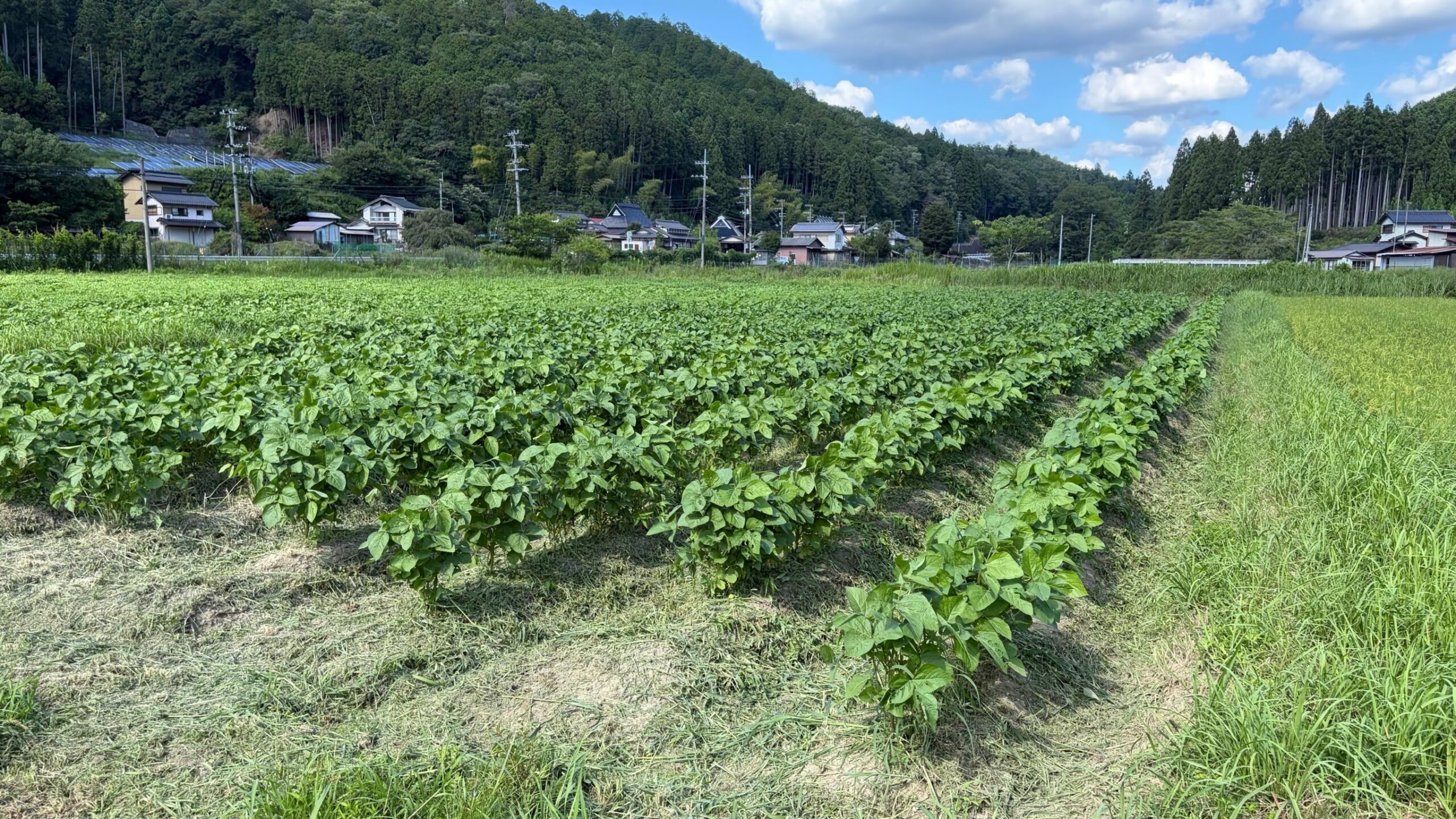 草刈りを終えて、黒豆がきれいに並ぶ景色😊

地道な作業の積み重ねが、おいしい黒豆につながります。
収穫の日まで、愛情を込めて育てていきます🌱✨
#コロンズファーム
#黒豆
#除草
#南丹市の野菜
#農家の日常