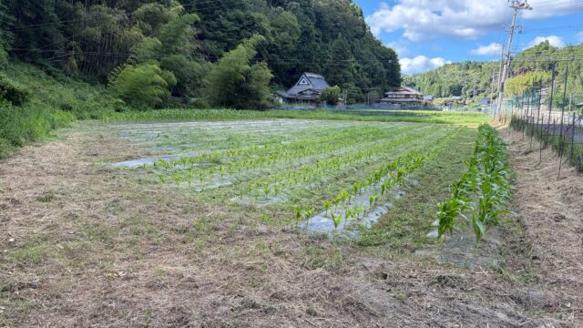毎日のひと手間が、おいしいとうもろこしを育てます😊
草を刈って風通しも良くなり、とうもろこしたちも元気いっぱい🌱
収穫の日まで、しっかり手をかけて育てていきます!🌽
#コロンズファーム
#とうもろこし
#除草
#南丹市の野菜
#農家の日常