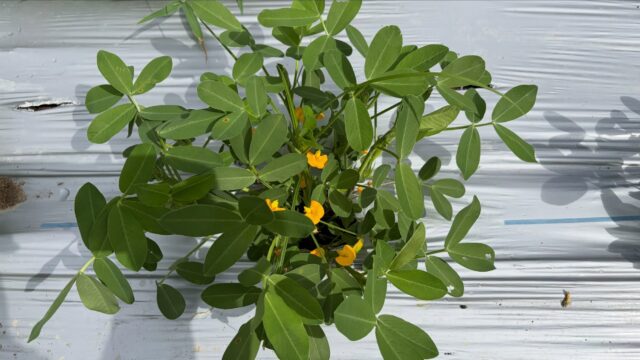 🌼小さな落花生のオレンジ色の花が、今日も元気に咲いてくれました😊

暑さに負けず、一生懸命育ってくれる姿を見ると元気をもらえます🌱✨
収穫が楽しみです。

#コロンズファーム#南丹市の野菜#落花生 #ピーナッツ #畑仕事