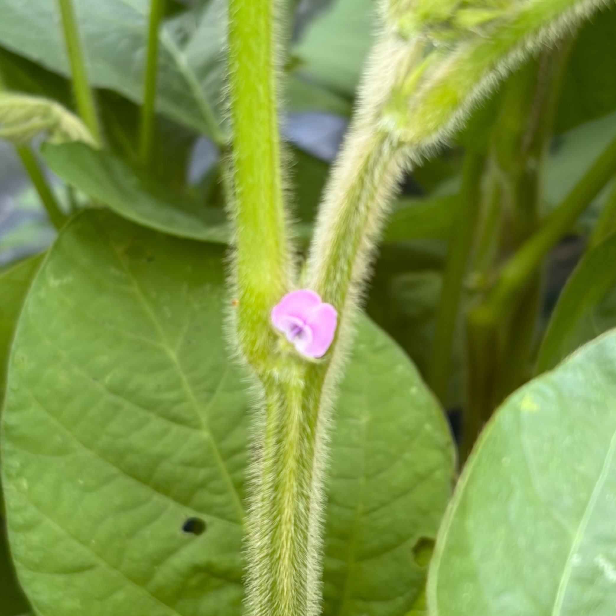 黒豆の花が少しずつ咲き始めています😊
この小さな花が、これから立派な実へと育っていきます。

収穫まではまだ少し先ですが、成長のひとつひとつが楽しみです🌿
#黒豆
#コロンズファーム
#農家の日常
#南丹市の野菜