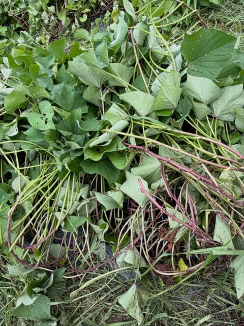 暑さに負けず、今日はサツマイモの芋づる返し、してから畝間の草刈り🌱
地道な作業だけど、美味しいお芋を育てるためには大切なひと手間。
収穫の日がますます楽しみです🍠✨
#サツマイモ #農業 #畑仕事 #コロンズファーム#芋づる返し