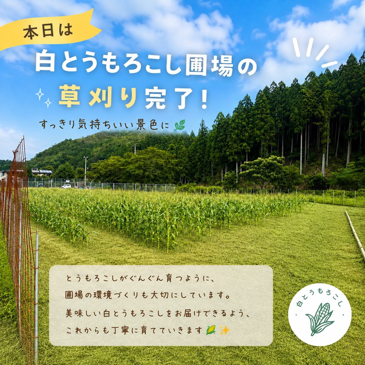 #コロンズファーム
#無人販売
#白とうもろこし
#農家
#草刈り