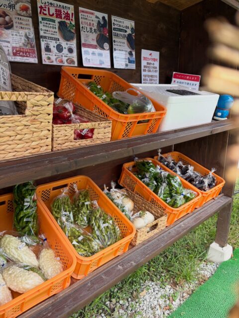 🍅🍇 おはようございます！コロン’sファームです😊

本日も朝採れ野菜を無人販売所に並べています🌿

今日はトマトも収穫できました🍅
大玉トマトにミニトマト、真っ赤に色づいて美味しそうです✨
ただ、トマトは少しずつ収穫量が減ってきていますので、採れた分からの販売になります🙏

そして今日もぶどうがいい感じに収穫できました🍇✨
粒もしっかりして、きれいに色づいています😊
房の大きさに合わせてパックにして並べます！

ほかにも🌽とうもろこし、枝豆、ナスなど、今朝採れた夏野菜をいろいろご用意しています🌿

暑い日が続いていますので、お越しの際は暑さ対策をしてお立ち寄りくださいね☺️

本日もよろしくお願いします！

#コロンズファーム #南丹市 #無人販売所 #朝採れ野菜 #ぶどう