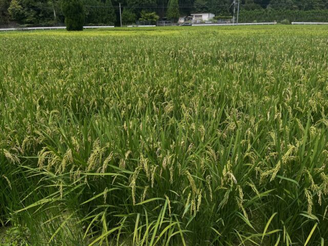 初心者ながら、お米づくりに挑戦中‼️

毎日少しずつ成長していく稲を見るのが楽しみです！
まだ分からないことも多いですが、ひとつひとつ覚えながら大切に育てています。

無事においしいお米が収穫できますように🌾✨
#コロンズファーム
#農家の日常
#南丹市の米
#田んぼ
#成長記録
