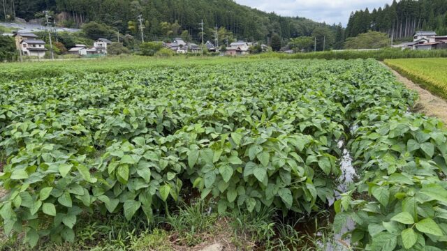 黒豆畑が、日に日に賑わってきました✨

葉もぐんぐん大きくなり、畑いっぱいに広がる姿を見ると、成長の力強さを感じます😊

これからどんな実をつけてくれるのか、ますます楽しみです🫛✨

自然の恵みに感謝しながら、今日も畑仕事🌱

#コロンズファーム#無人販売#黒豆 #農作業 #農家