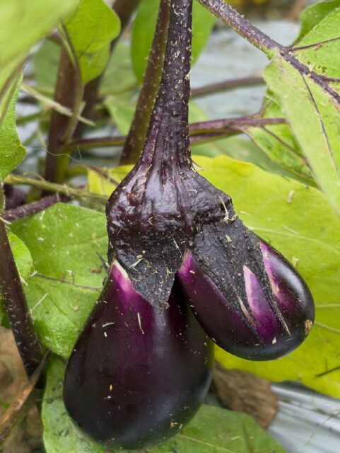 本日は茄子🍆の収穫中に、かわいい発見🤩✨

なんと…双子茄子を見つけました😊🍆🍆

まだ小さいので、これからどんな風に育つのか毎日楽しみです🌱
無事に大きく育ってくれますように✨

#コロンズファーム#無人販売#茄子 #収穫 #農業