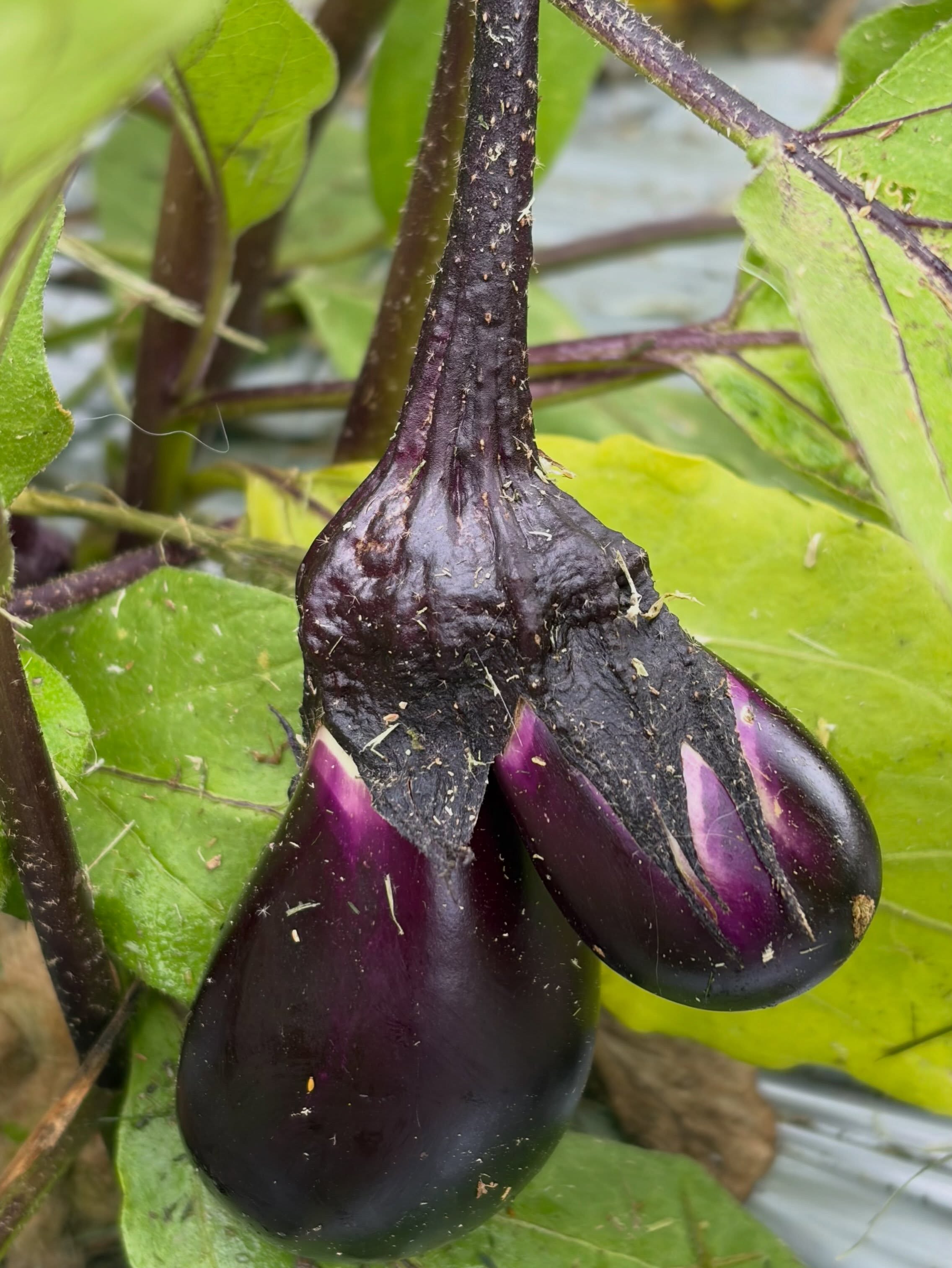 本日は茄子🍆の収穫中に、かわいい発見🤩✨

なんと…双子茄子を見つけました😊🍆🍆

まだ小さいので、これからどんな風に育つのか毎日楽しみです🌱
無事に大きく育ってくれますように✨

#コロンズファーム#無人販売#茄子 #収穫 #農業