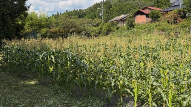 本日は、バイカラーとうもろこし🌽の圃場で草刈り🌱と水やり💦を行いました✨

とうもろこしも順調に育ってきており、日々の管理作業に励んでいます😊🌽

☀️まだまだ暑い日が続きますので、皆さまもこまめな水分補給💦をして、熱中症には十分お気をつけください🌽

#コロンズファーム #とうもろこし #農業 #無人販売 #草刈り