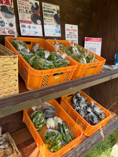 おはようございます☀️
コロン’sファームです😊

本日も無人販売所オープンしています🌿

今日も畑から、万願寺とうがらし・ナス・枝豆・きゅうりなど、採れたての夏野菜を並べています✨
まだまだ暑い日が続きますが、夏野菜たちは元気に育ってくれています😊

そして、ぶどう畑ではブラックビートがこんなに立派に育ってきました🍇✨
粒も大きく、色もしっかり入ってきて、収穫が楽しみな仕上がりです♪

畑の様子も少しずつ秋に向かっていますが、販売所にはまだまだ夏の味覚が並んでいます🌿

お近くにお越しの際は、ぜひのぞいてみてくださいね😊
本日もよろしくお願いします！

#コロンズファーム #南丹市 #無人販売所 #採れたて野菜 #枝豆