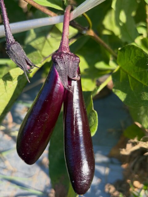 本日も収穫時に見つけた💡
長茄子の双子ちゃん🍆🍆✨

仲良く並んで、どちらも立派に成長中🤩
こんな姿を見つけると、収穫の楽しみがまたひとつ増えますね😊

#コロンズファーム#長茄子 #双子茄子 #無人販売 #野菜の成長