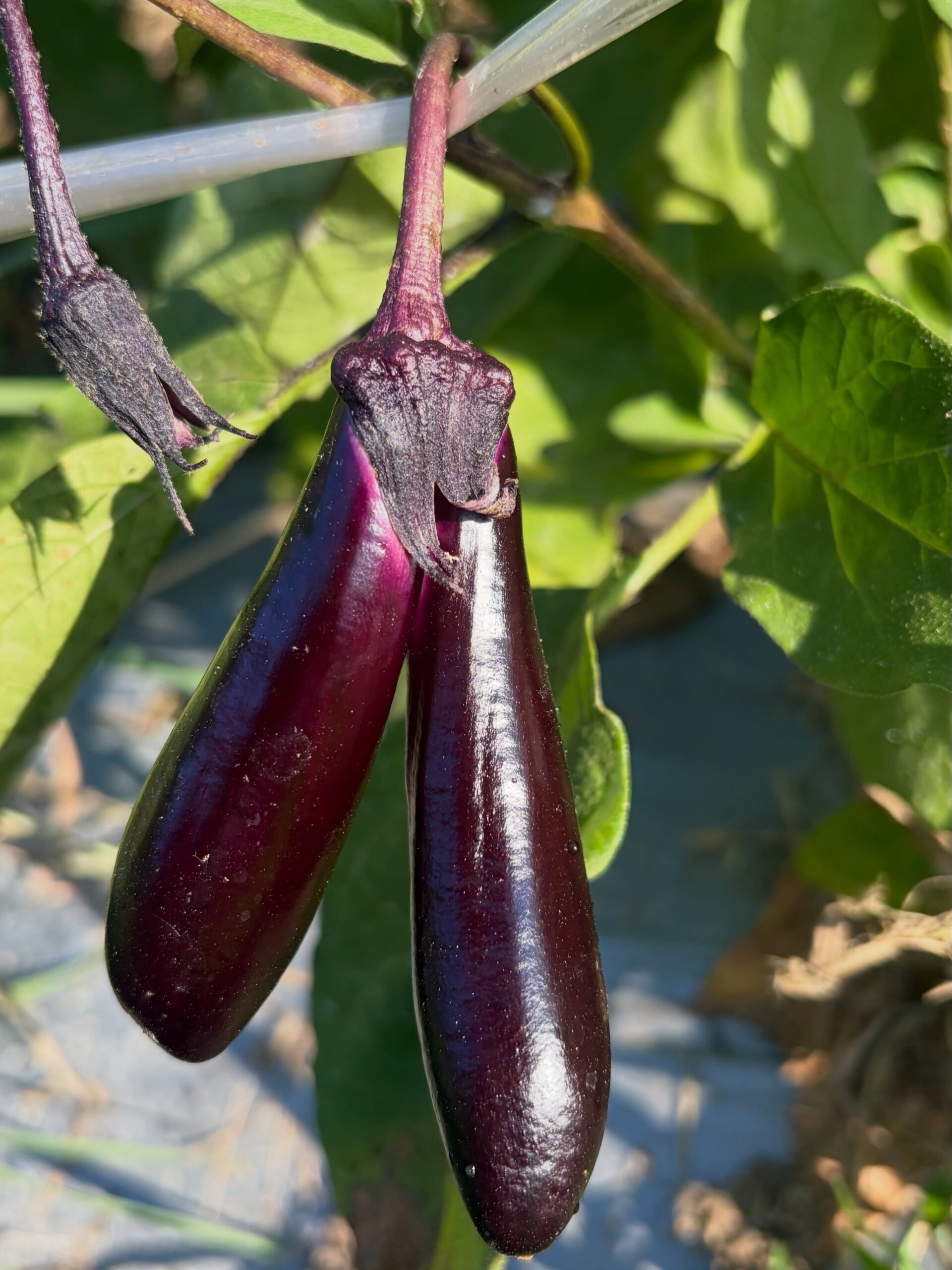 本日も収穫時に見つけた💡
長茄子の双子ちゃん🍆🍆✨

仲良く並んで、どちらも立派に成長中🤩
こんな姿を見つけると、収穫の楽しみがまたひとつ増えますね😊

#コロンズファーム#長茄子 #双子茄子 #無人販売 #野菜の成長