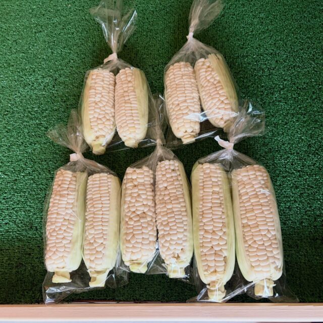 今日も白とうもろこし🌽収穫できました😊
甘くて真っ白でツヤツヤ✨

白とうもろこしの収穫も、
そろそろ終盤になってきました💦

見かけた際はぜひ味わってみてください🤗🌽

#コロンズファーム #無人販売
#白とうもろこし #とうもろこし #収穫