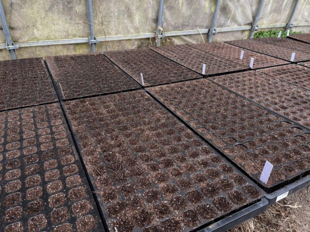 今日は種まきをしました！🌱
こんなちっちゃい種から、本当にレタスになるの？って毎回ちょっと思います
とりあえず無事に芽が出てくれたら勝ちです。

ここから元気に育ってくれますように！
#コロンズファーム
#レタス
#農家の日常
#冬野菜
#無人販売所