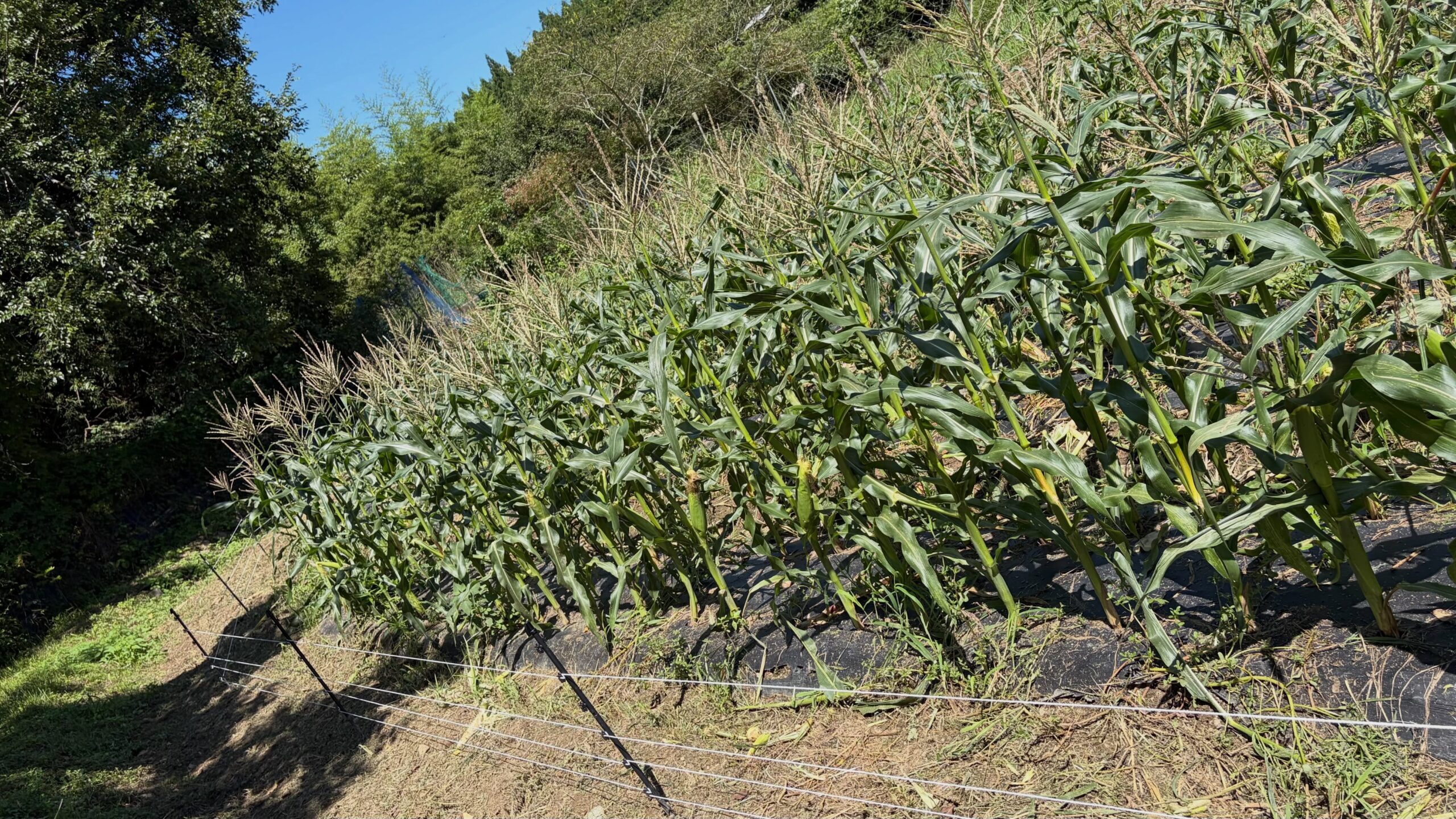 ☀️本日は久しぶりの晴れ日！

待ちに待ったお天気になったので、

圃場の電柵張り作業をしました

大切に育てているとうもろこし🌽を害獣から守るため、
しっかり対策していきます⚡️

青空の下での作業は、やっぱり気持ちいいですね😊✨

#コロンズファーム
#無人販売
#とうもろこし
#電柵
#害獣被害