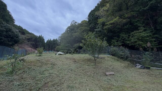 本日の作業は栗園の草刈り🌱

栗の実も少しずつ大きくなり、
秋の収穫に向けて順調に育っています🌰✨

今日は雨が降り出す前に、
なんとか草刈り完了💦

スッキリした栗園を見ると気持ちいいですね😊
今年もたくさん実ってくれますように🙏🌰✨

#コロンズファーム
#無人販売#栗 #栗の木 #草刈り